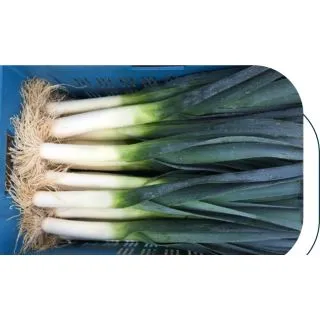 Compra PUERRO OSLO F1 Pildorado (10.000 Semillas) en la tienda online Fito Agrícola