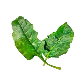 Compra ACELGA ERBETTE (50.000 Semillas) en la tienda online Fito Agrícola