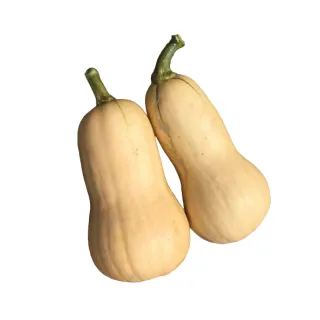 Compra CALABAZA BUTTERFLY F1 (1.000 Semillas) en la tienda online Fito Agrícola