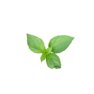 Compra ALBAHACA LIMÓN SOLE (1 Kgr.) en la tienda online Fito Agrícola