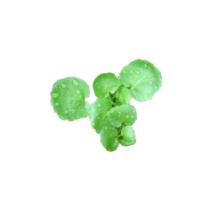 Compra BERRO DE AGUA NENUFAR (1 Kgr.). en la tienda online Fito Agrícola