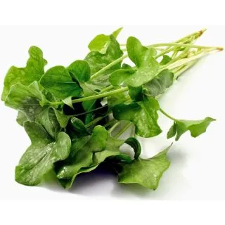 Compra BERRO DE AGUA BABY LEAF (50 gr.) en la tienda online Fito Agrícola