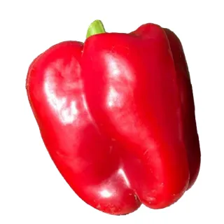 Compra PIMIENTO ADAM F1 (1.000 Semillas) en la tienda online Fito Agrícola