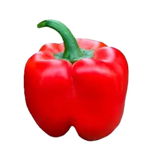 Compra PIMIENTO ALQUIMISTA F1 (1.000 Semillas) en la tienda online Fito Agrícola