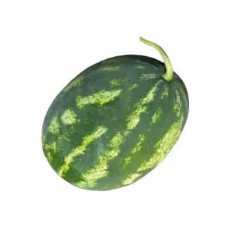 Compra SANDÍA CLEOPATRA F-1 (1.000 Semillas) en la tienda online Fito Agrícola