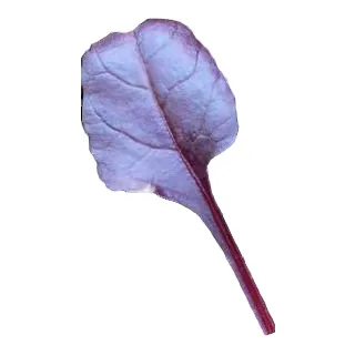 Compra REMOLACHA ROJA RED REVOLUTION BABY LEAF (100.000 Semillas) en la tienda online Fito Agrícola