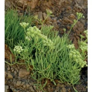 Compra HINOJO DE MAR (50 gr.). en la tienda online Fito Agrícola