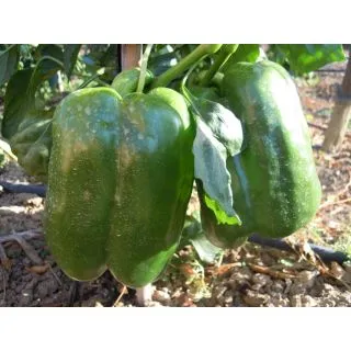 Compra PIMIENTO MACIO F1 (0,2 gr.). en la tienda online Fito Agrícola