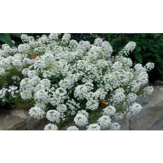 Compra LOBULARIA MARITIMA ALISO DE MAR (50 gr.). en la tienda online Fito Agrícola