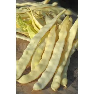 Compra JUDÍA GOLDEN GATE (100 gr.). en la tienda online Fito Agrícola