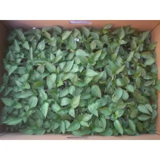 Compra PIMIENTO NABONE F1 Injertado EPS104 en la tienda online Fito Agrícola