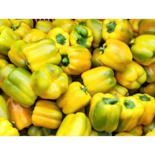 Compra PIMIENTO TROMBA F1 (1000 Semillas). en la tienda online Fito Agrícola