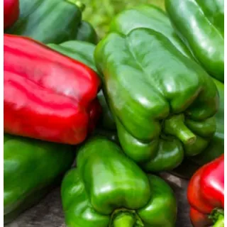 Compra PIMIENTO ACHILLE F1 (1000 Semillas). en la tienda online Fito Agrícola