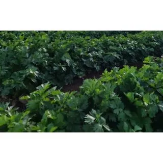 Compra APIO NEMESIS F1 Micro Píldora (25.000 Semillas) en la tienda online Fito Agrícola