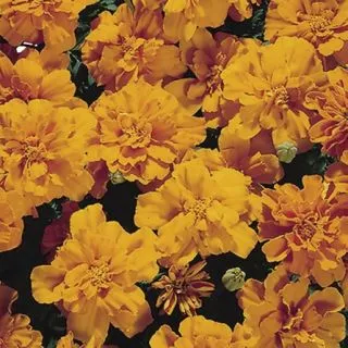 Compra TAGETES SAFARI TANGERINE F1 (1000 Semillas). en la tienda online Fito Agrícola