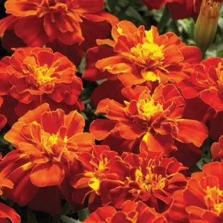 Compra TAGETES SAFARI RED F1 (1000 Semillas). en la tienda online Fito Agrícola