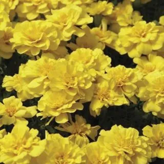 Compra TAGETES SAFARI YELLOW F1 (1000 Semillas). en la tienda online Fito Agrícola