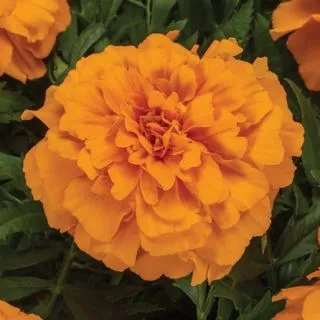 Compra TAGETE ENDURANCE ORANGE Peliculada (1000 Semillas). en la tienda online Fito Agrícola