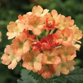 Compra VERBENA OBSESSION APRICOT F1 (1000 Semillas). en la tienda online Fito Agrícola