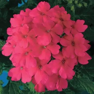 Compra VERBENA OBSESSION PINK F1 (1000 Semillas). en la tienda online Fito Agrícola