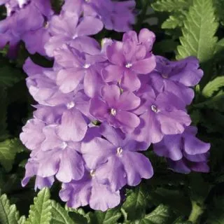 Compra VERBENA OBSESSION LILAC F1 (1000 Semillas). en la tienda online Fito Agrícola
