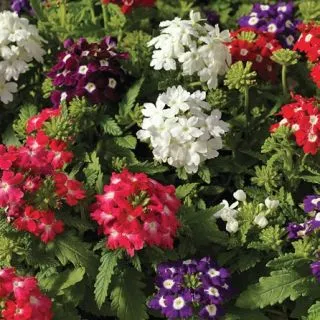 Compra VERBENA OBSESSION EYED MIX F1 (1000 Semillas). en la tienda online Fito Agrícola