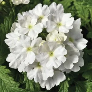 Compra VERBENA TUSCANY WHITE F1 (1000 Semillas). en la tienda online Fito Agrícola