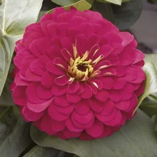 Compra ZINNIA MONDO DEEP ROSE Pildorada F1 (1000 Semillas). en la tienda online Fito Agrícola