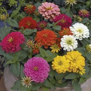 Compra ZINNIA MONDO MIX (500 Semillas) en la tienda online Fito Agrícola