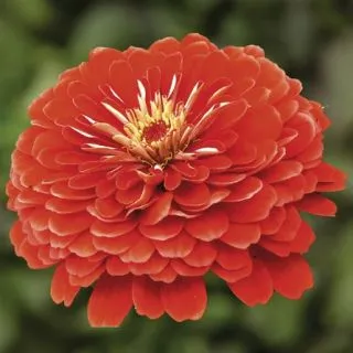 Compra ZINNIA MONDO RED (500 Semillas) en la tienda online Fito Agrícola