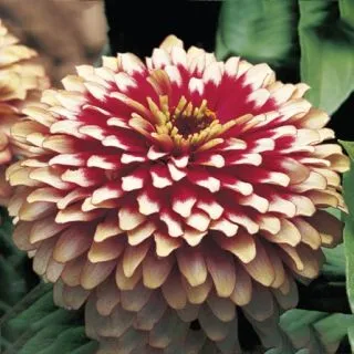 Compra ZINNIA SWIZZLE CHERRY IVORY SATIN Pildorada F1 (1000 Semillas). en la tienda online Fito Agrícola