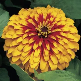 Compra ZINNIA SWIZZLE SCARLET YELLOW SATIN Pildorada F1 (1000 Semillas). en la tienda online Fito Agrícola