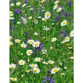 Compra MEDITERRANEA DE FLORES SILVESTRES (5 Kgr.). en la tienda online Fito Agrícola