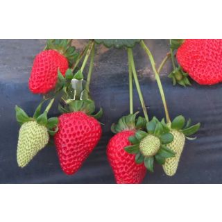 Compra FRESA REDSALMA (500 Estolones) en la tienda online Fito Agrícola