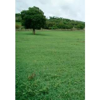 Compra REVEGETACIÓN MEDITERRÁNEA (20 Kgr.) en la tienda online Fito Agrícola