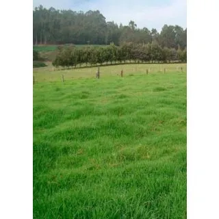 Compra REVEGETACIÓN CONTINENTAL (20 Kgr.) en la tienda online Fito Agrícola