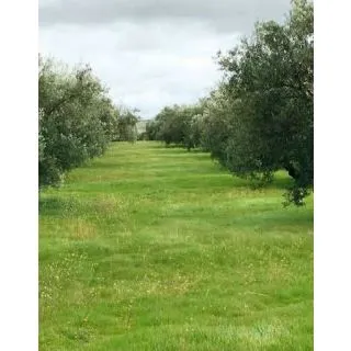 Compra CUBIERTA VEGETAL OLIVAR FLORA BIODIVERSIDAD (15 Kgr.). en la tienda online Fito Agrícola