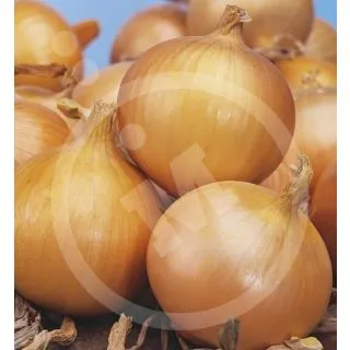 Compra CEBOLLA VALENCIANA TARDIA GRANO Sel. Eva (100 gr.). en la tienda online Fito Agrícola