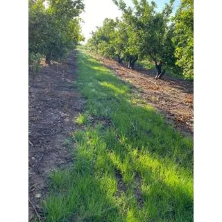 Compra CUBIERTA VEGETAL CÍTRICOS (15 Kgr.) en la tienda online Fito Agrícola