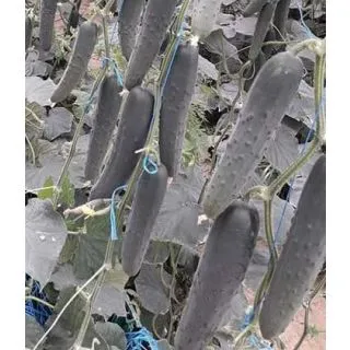 Compra PEPINO SUMUN F1 (1000 Semillas). en la tienda online Fito Agrícola