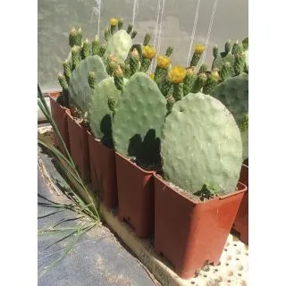 Compra CHUMBERA de Fruto AMARILLO en la tienda online Fito Agrícola