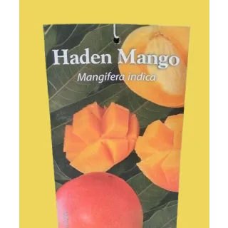 Compra MANGO HADEN en la tienda online Fito Agrícola