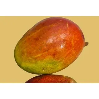 Compra MANGO PALMER en la tienda online Fito Agrícola