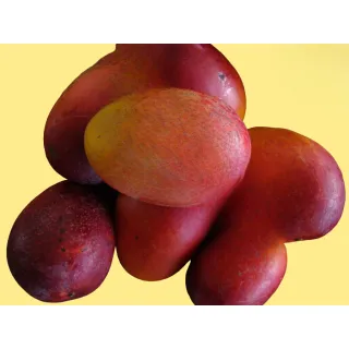 Compra MANGO IRWIN en la tienda online Fito Agrícola
