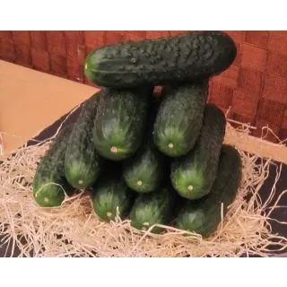 Compra PEPINO CONTADOR F-1 Injertado EPS70 en la tienda online Fito Agrícola