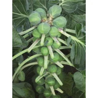 Compra COL DE BRUSELAS DIVINO F-1 EPS294 en la tienda online Fito Agrícola