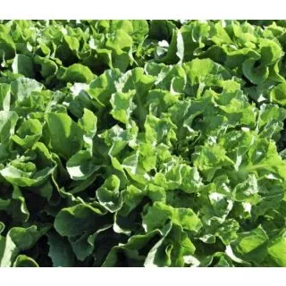 Compra ESCAROLA SALANCA Píldora Sphera (5.000 semillas) en la tienda online Fito Agrícola