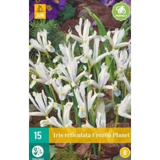 Compra IRIS RETICULATA FROZEN PLANET en la tienda online Fito Agrícola