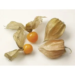 Compra PHYSALIS PERUBIANA EPS247 en la tienda online Fito Agrícola