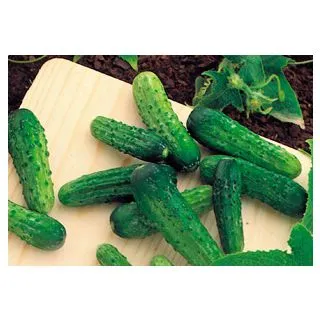 Compra PEPINILLO SPARTA F1 (500 Semillas). en la tienda online Fito Agrícola